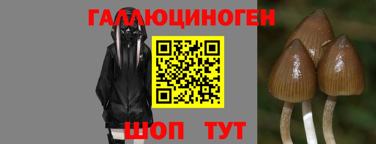 Псилоцибиновые грибы Cubensis Москва